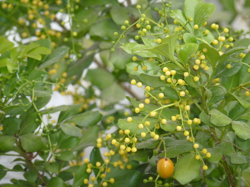 Aglaia odorata