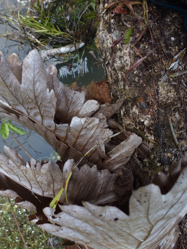 Aglaomorpha quercifolia
