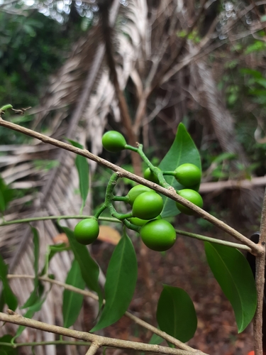 Agonandra brasiliensis