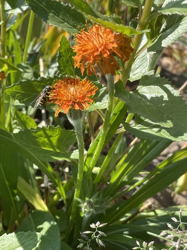 Agoseris aurantiaca