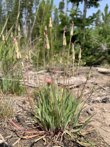 Agoseris aurantiaca