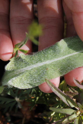 Agoseris glauca