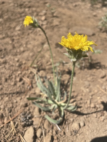 Agoseris glauca