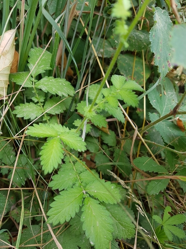 Agrimonia eupatoria