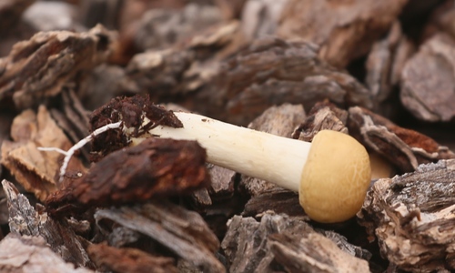 Agrocybe praecox