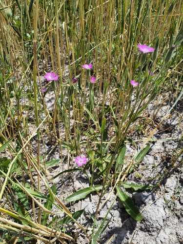Agrostemma githago