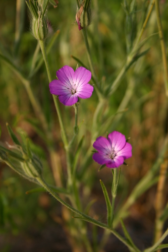 Caryophyllaceae