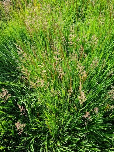 Agrostis stolonifera