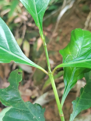 Aidia cochinchinensis