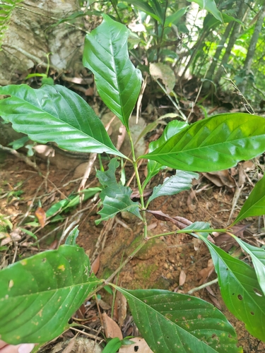 Aidia cochinchinensis
