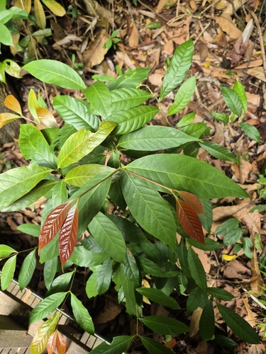 Aidia densiflora