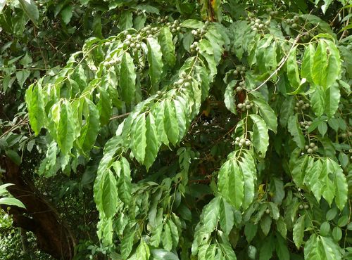Aidia genipiflora
