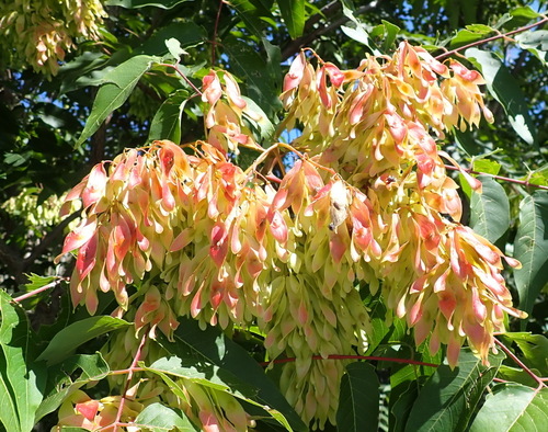 Simaroubaceae