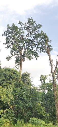 Ailanthus integrifolia