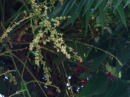 Ailanthus triphysa