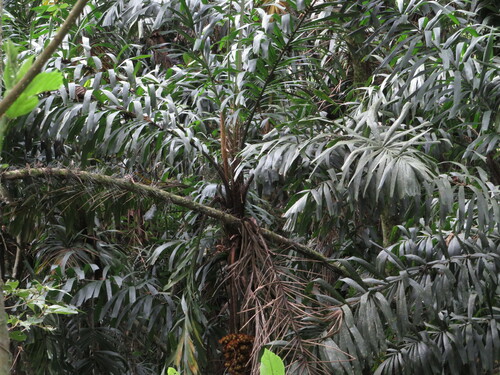 Aiphanes linearis