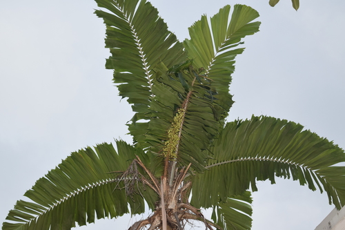 Aiphanes minima