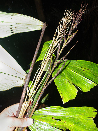 Aiphanes ulei