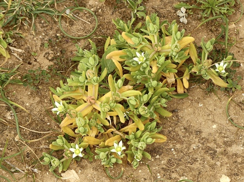 Aizoanthemum hispanicum