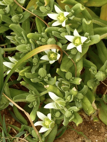 Aizoanthemum hispanicum