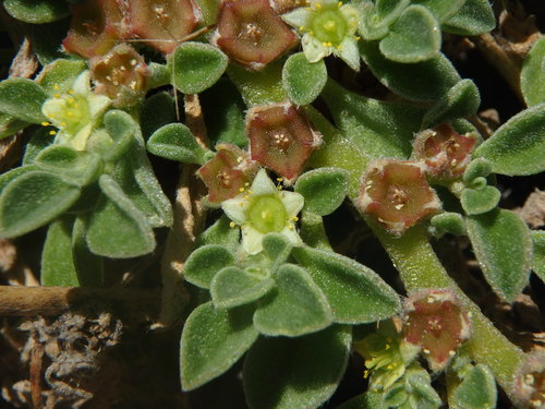 Aizoaceae