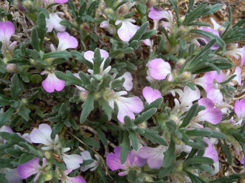 Ajuga iva