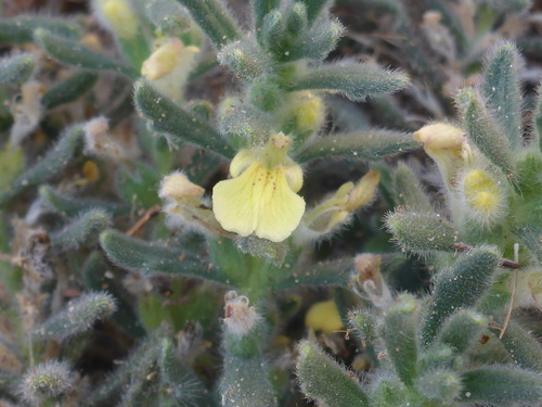 Ajuga iva
