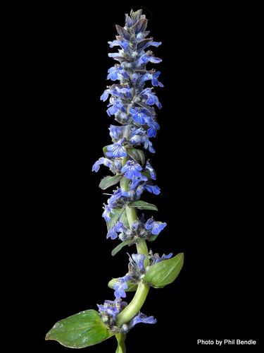 Ajuga reptans