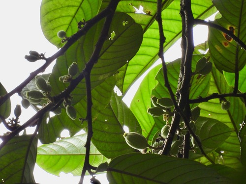 Alangium ridleyi
