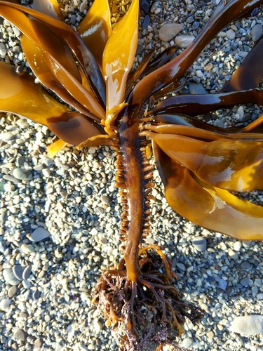 Alaria ochotensis