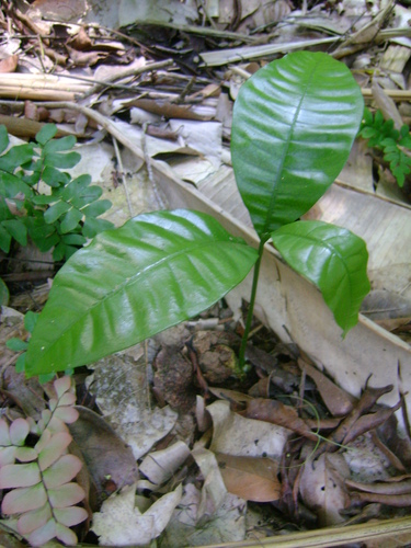 Alatococcus siqueirae