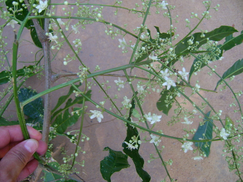 Alatococcus siqueirae