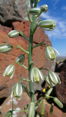 Albuca canadensis