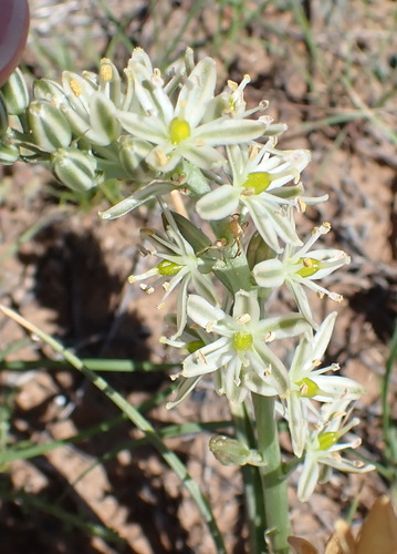 Albuca virens