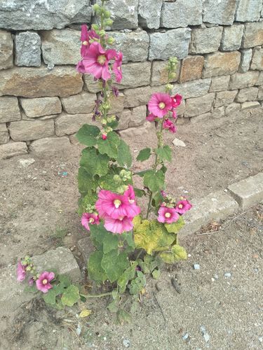 Alcea rosea