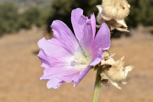 Alcea rosea