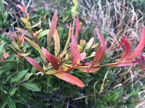 Alectryon diversifolius