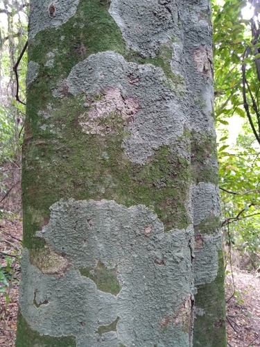 Alectryon excelsus