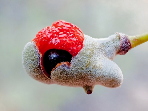 Alectryon oleifolius