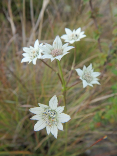 Alepidea longifolia