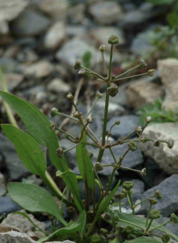 Alisma gramineum