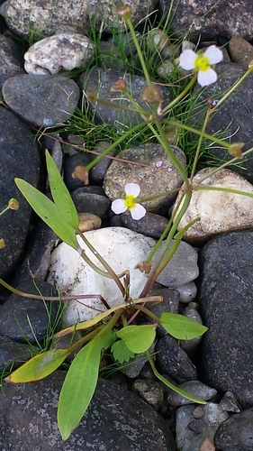 Alisma gramineum