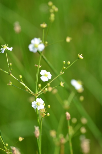 Alisma plantago-aquatica
