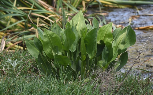 Alisma plantago-aquatica