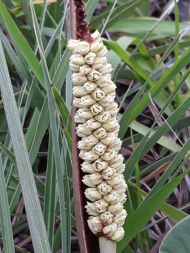 Allagoptera campestris