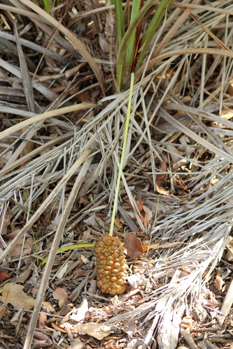 Allagoptera leucocalyx