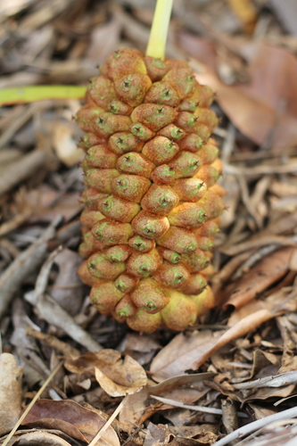 Allagoptera leucocalyx