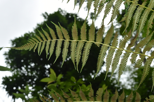 Allantodia aspera