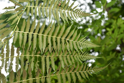 Allantodia aspera