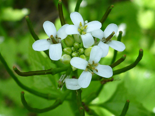 Alliaria petiolata
